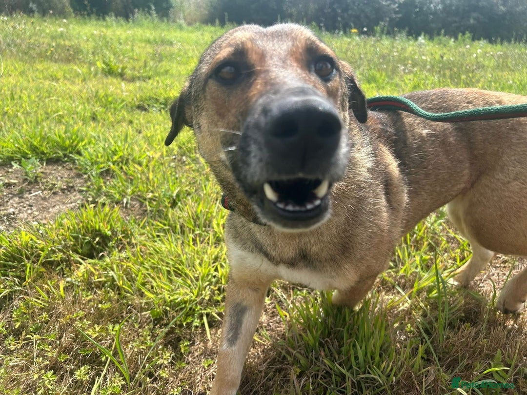 Mixed Breed dogs for adoption: Bella - Norwich Norfolk  - Image 11