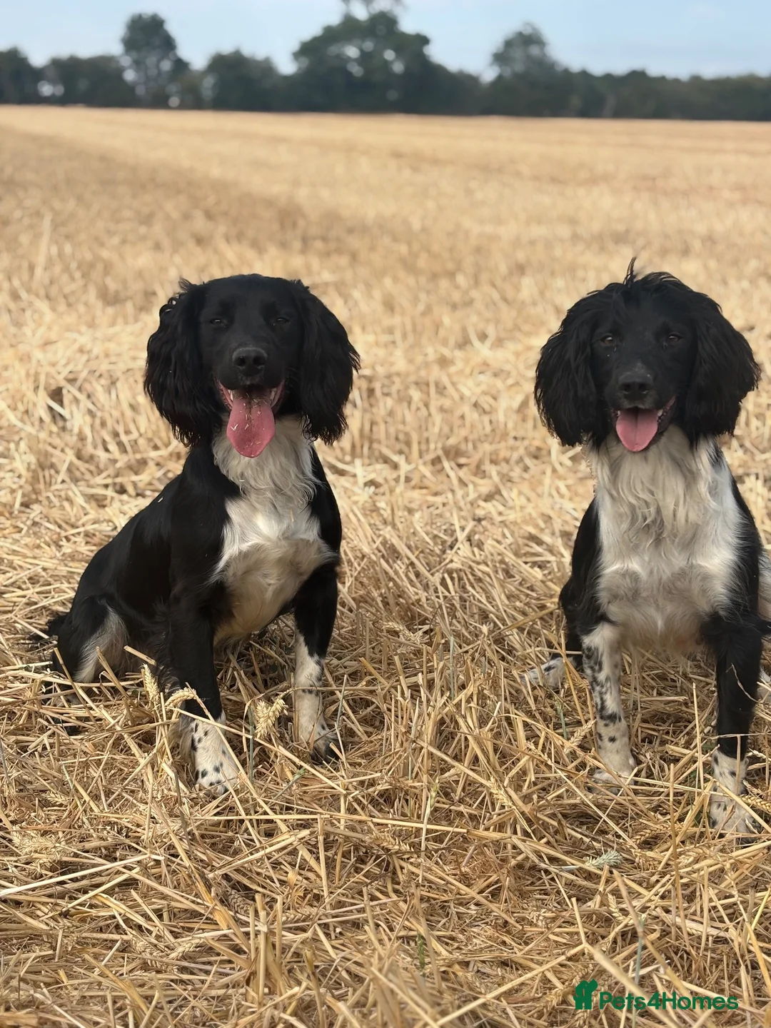 English Springer Spaniel dogs for stud: KC health tested springer spaniel at stud - Advert 5