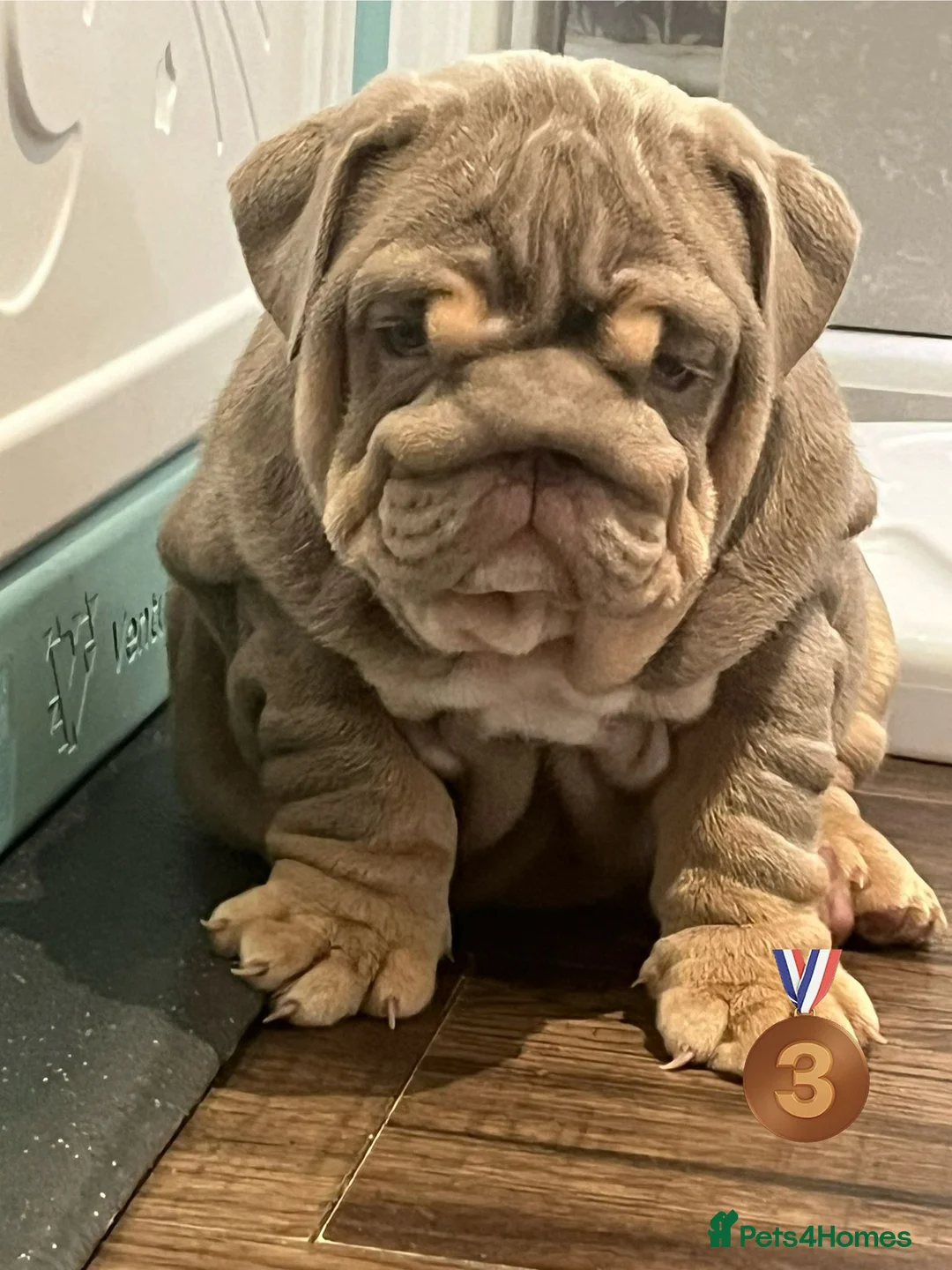 English Bulldog dogs for sale: Outstanding English Bulldog Pups - Advert 2