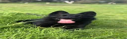 German Shepherd dogs for sale:  Czech (DDR) family dog  - Advert 3