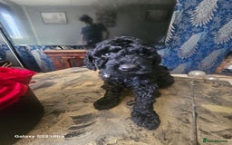 Miniature Poodle dogs for sale: Kc reg outstanding miniature Poodles in Stourbridge - Image 31