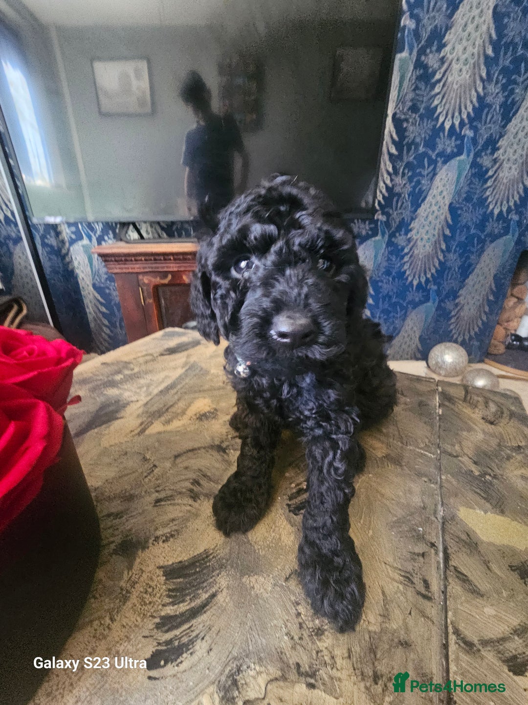 Miniature Poodle dogs for sale: Kc reg outstanding miniature Poodles in Stourbridge - Image 31