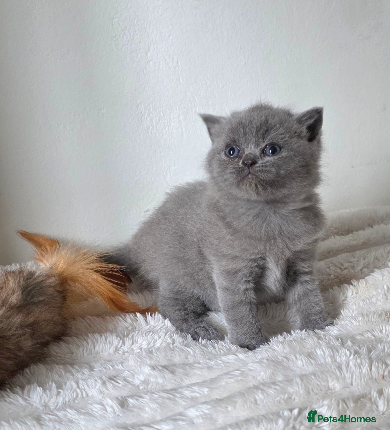 British Shorthair cats Beautiful British shorthair kittens 3 girls left. - Advert 5