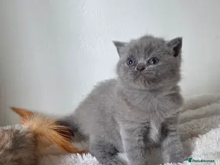 British Shorthair cats Beautiful British shorthair kittens 3 girls left. - Advert 5