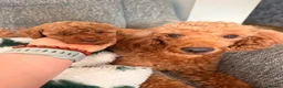 Mixed Breed dogs for sale: Only 2 left/Stunning Red Poodles  in King's Lynn - Advert 6
