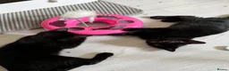 Mixed Breed cats for sale: Beautiful Black Mixed Breed Kittens - Advert 10