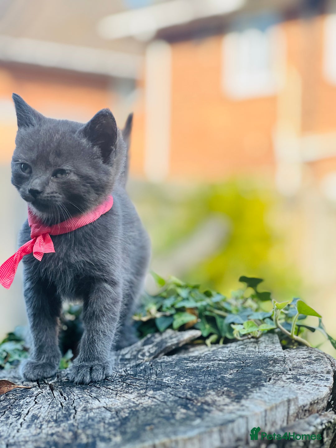 Mixed Breed cats for sale: Four Little Pawsomes Looking for Forever Homes!  - Image 2