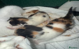 Mixed Breed cats for sale: Two beautiful calico kittens - Image 2