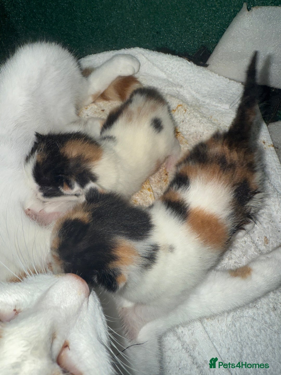 Mixed Breed cats for sale: Two beautiful calico kittens - Image 2