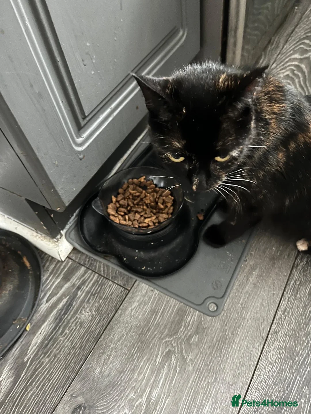 Mixed Breed cats for sale: 4 kittens ready by the 31st august - Advert 2