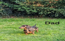Dachshund dogs for sale: Standard Dachshund Show-quality Puppies - Image 26