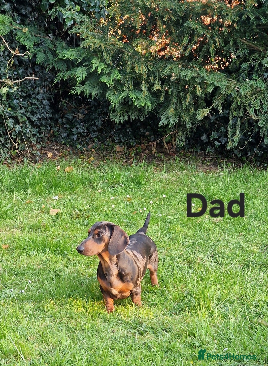 Dachshund dogs for sale: Standard Dachshund Show-quality Puppies - Image 26