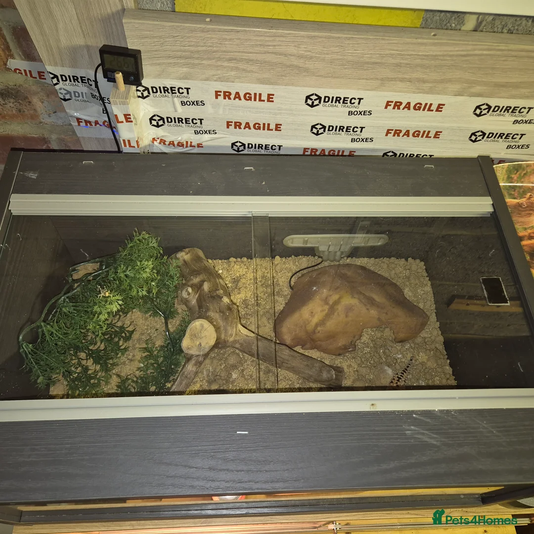 Leopard Gecko reptiles for sale: Female leopard gecko in Nottingham - Advert 2