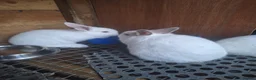 Mixed Breed rabbits for sale: Californian cross New Zealand White Rabbits  - Advert 6