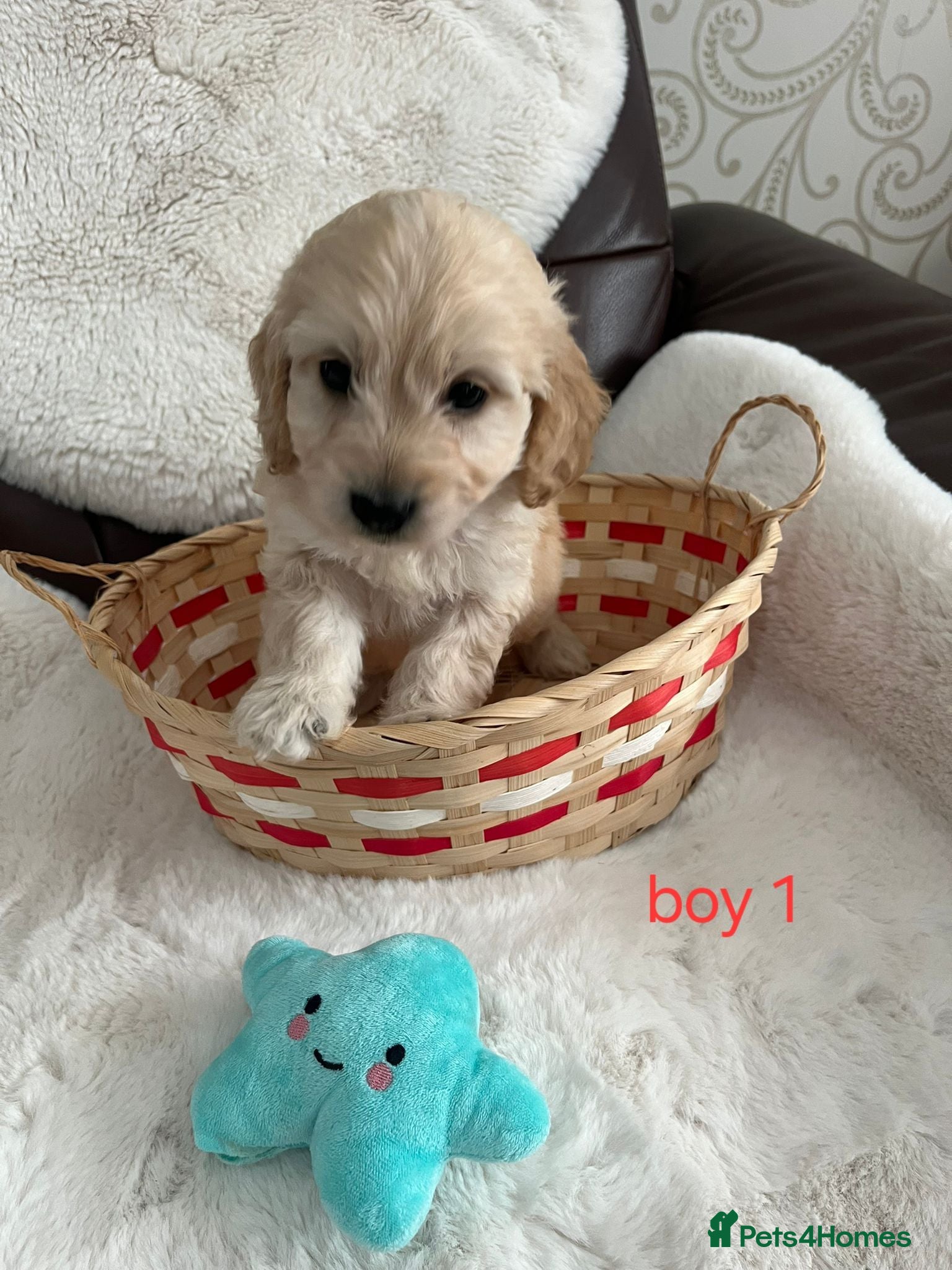 Cockapoo dogs cockapoos - Advert 3
