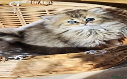 Persian cats for sale: Persian kittens  - Image 4