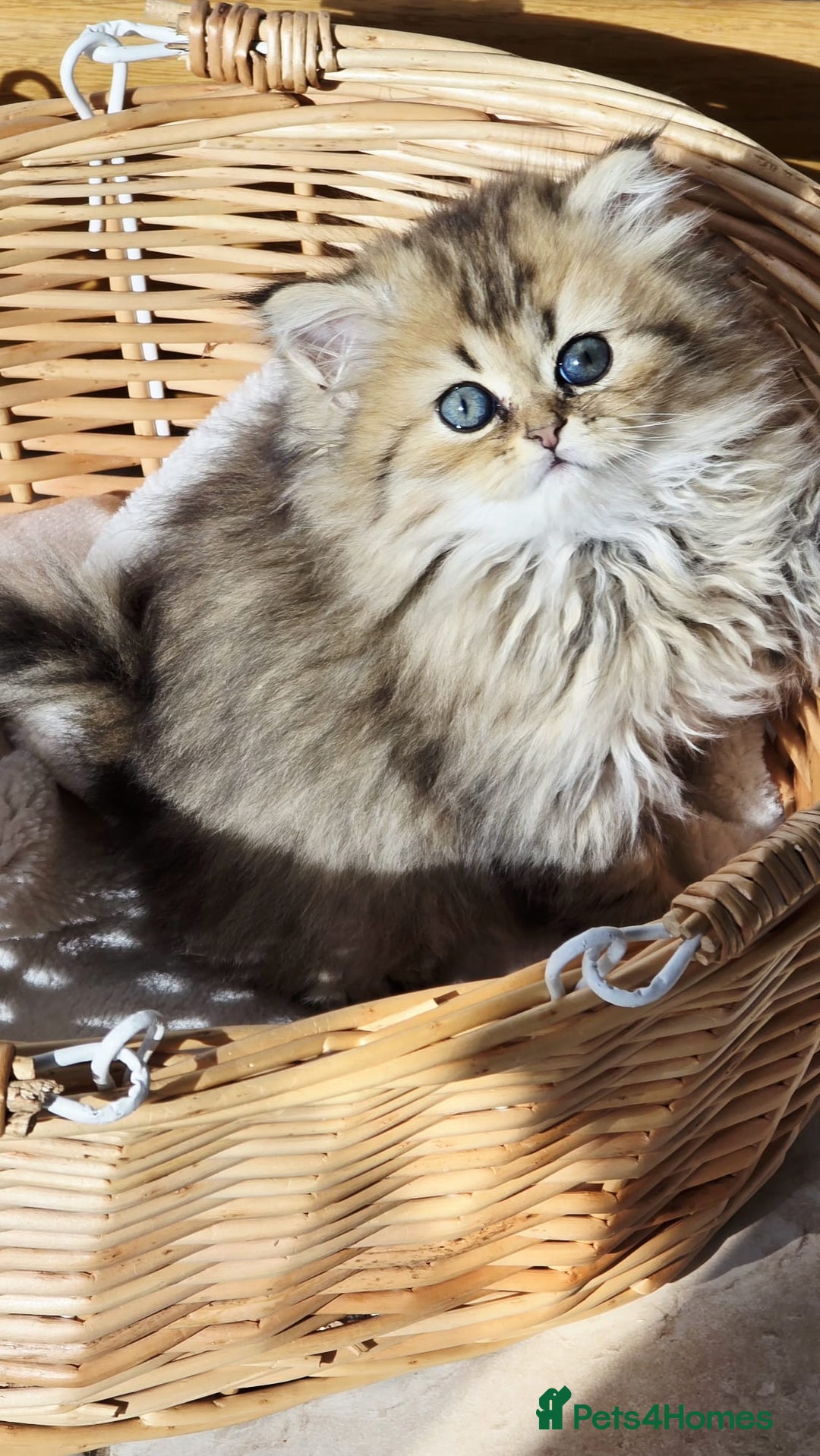 Persian cats for sale: Persian kittens  - Image 4