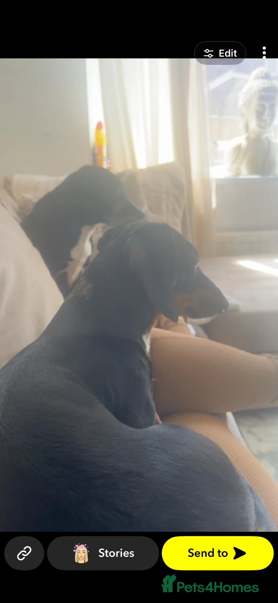 Miniature Dachshund dogs for sale: Miniature dachshund - Advert 2