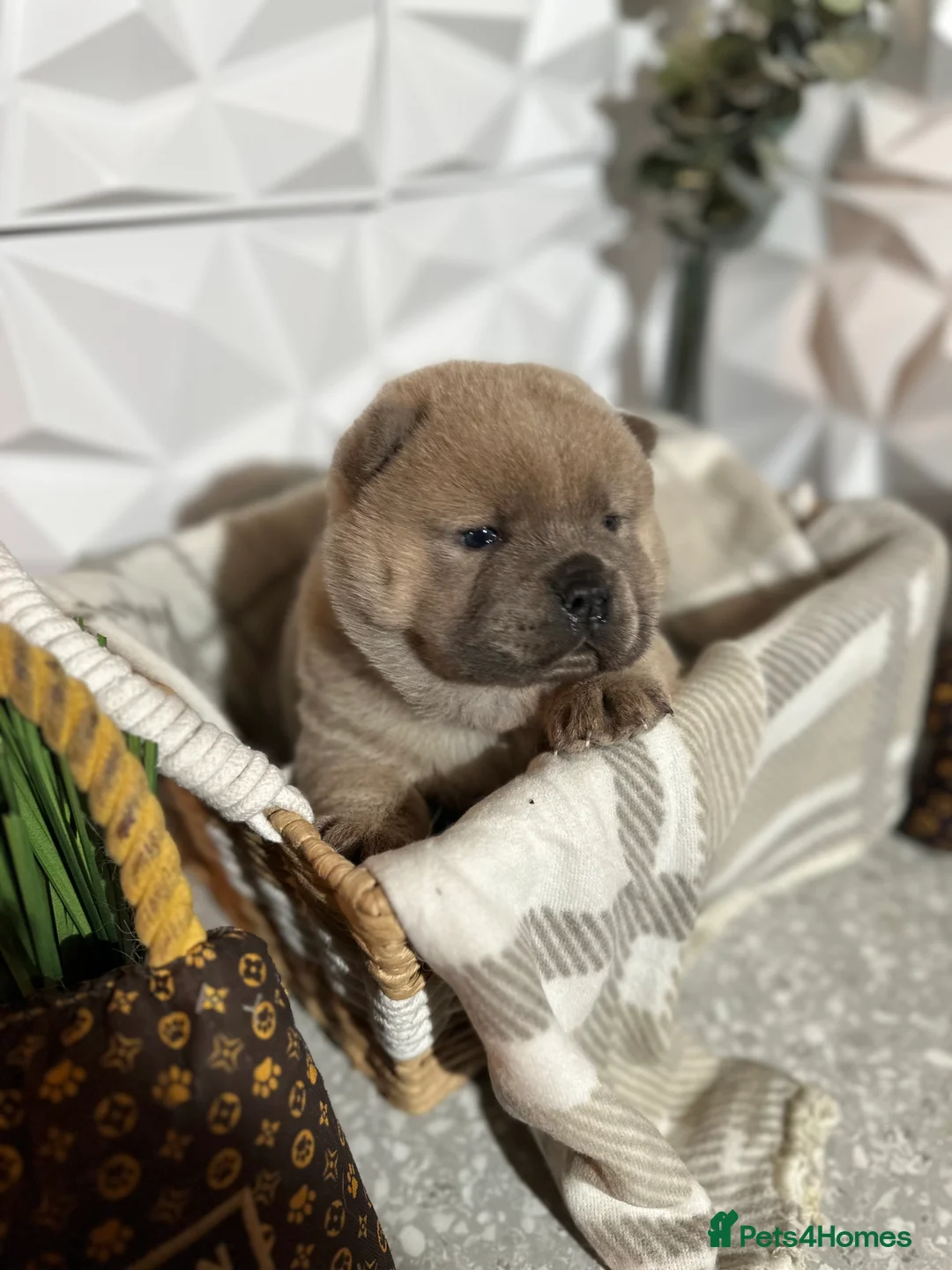 Chow Chow dogs for sale: 4 stunning pedigree chow chow puppies  in Walsall - Advert 8