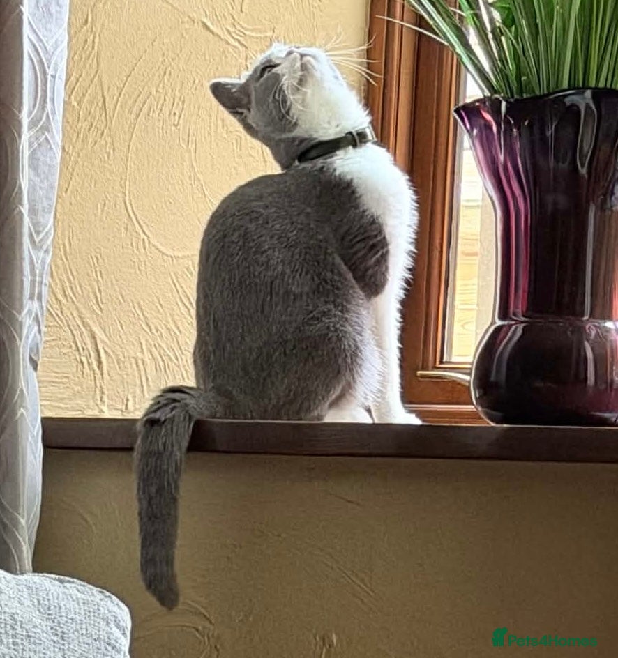 British Shorthair cats British blue kittens mum & dad GCCF  - Advert 2