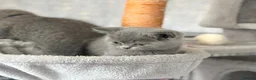 British Shorthair cats for sale: British shorthair kittens (blue) - Advert 6
