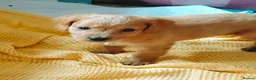 Cockapoo dogs for sale: 5 beautiful cockapoo puppies  - Advert 7