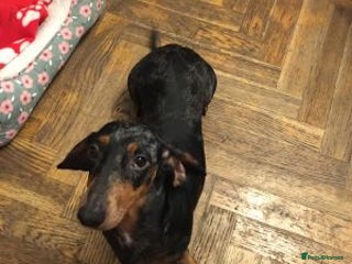 Miniature Dachshund dogs for sale: Sweet Miniature Dachshund - Advert 1