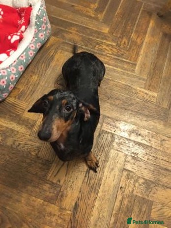 Miniature Dachshund dogs Sweet Miniature Dachshund - Advert 1