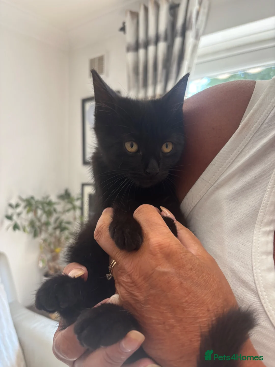 Domestic Shorthair cats for sale: 3 male domestic shorthair kittens in Barnsley - Advert 2