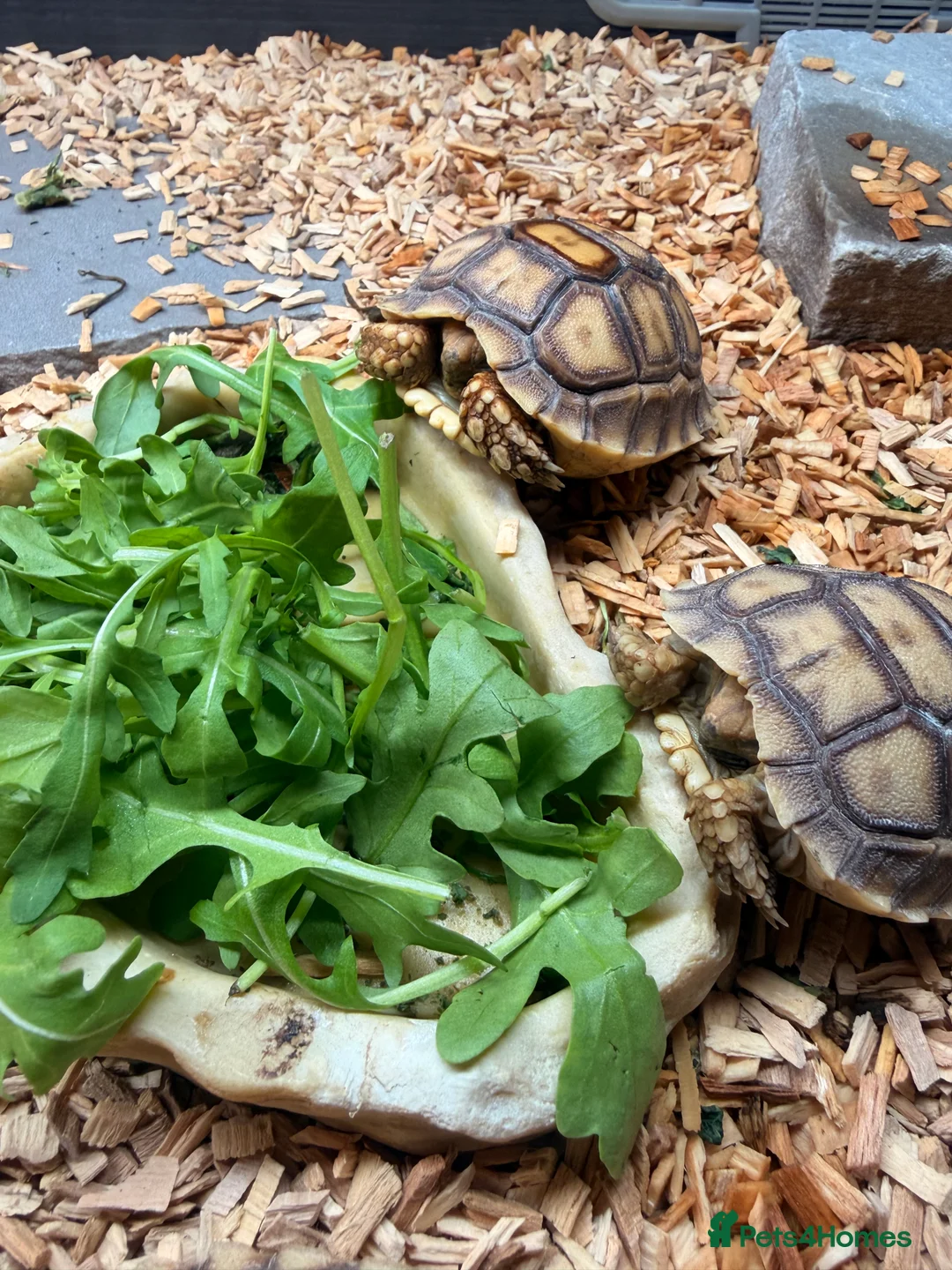 Tortoise reptiles for sale: Stunning Sulcata Tortoises for Sale – 8 Months Old - Advert 2