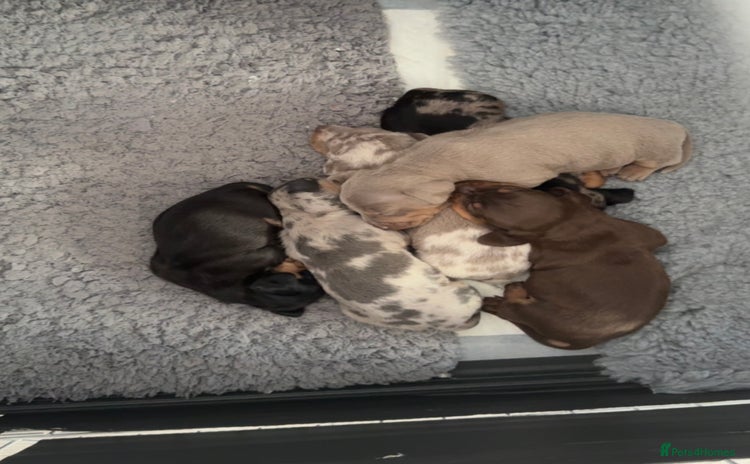 Miniature Dachshund dogs - Advert 10