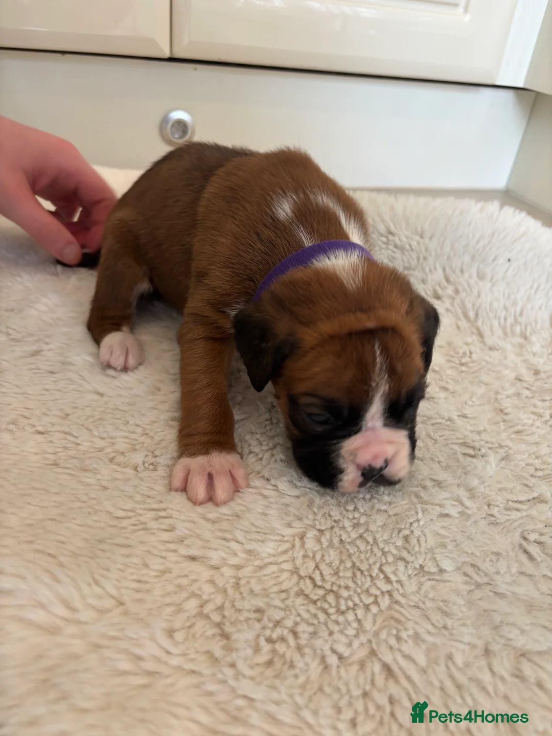 Boxer dogs for sale: Boxer puppies - Advert 6