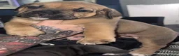 Mastiff dogs for sale: Mastiff hybrids  - Advert 5