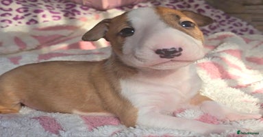 English Bull Terrier dogs - Advert 3