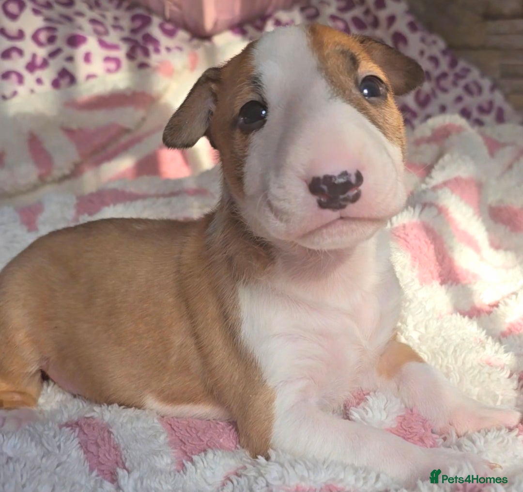 English Bull Terrier dogs for sale: Top Quality health tested champions lines - Image 7