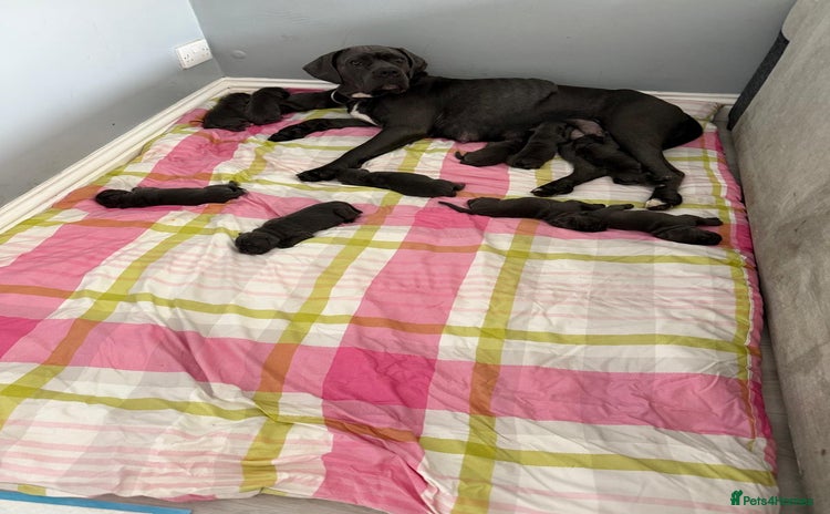 Cane Corso dogs - Advert 1