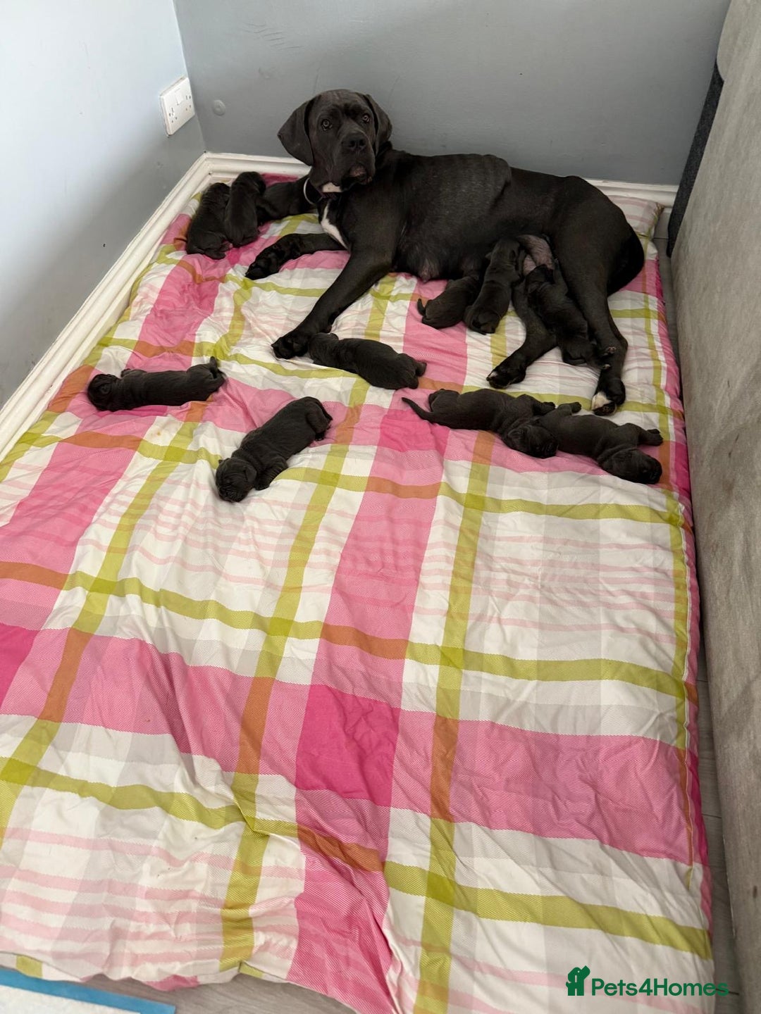 Cane Corso dogs for sale: Beautiful Cane Corso puppies for sale  - Image 1