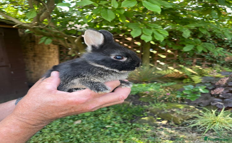 Netherland Dwarf rabbits - Advert 1