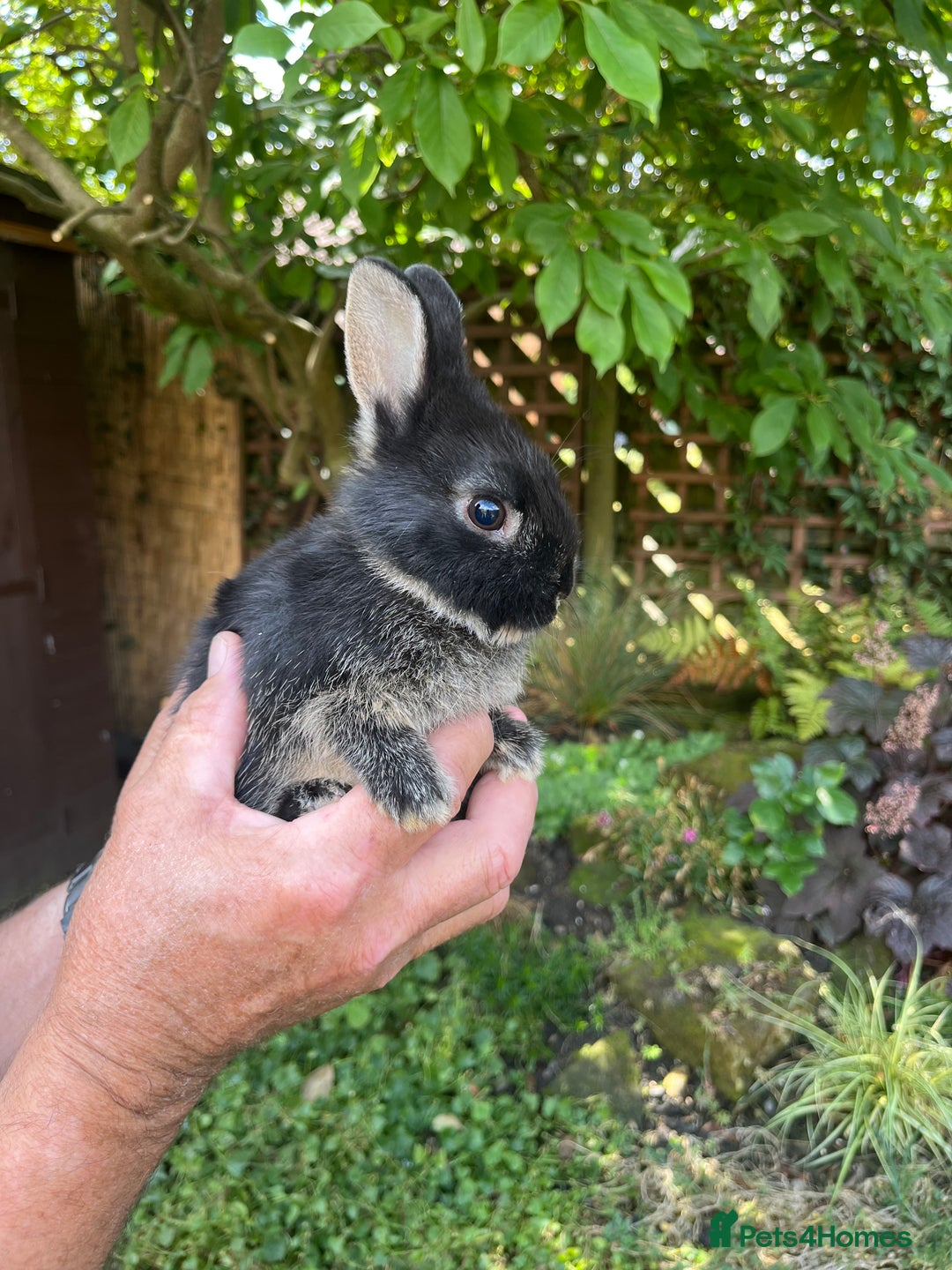 Netherland Dwarf rabbits for sale: Cute Netherlands dwarf  - Image 1