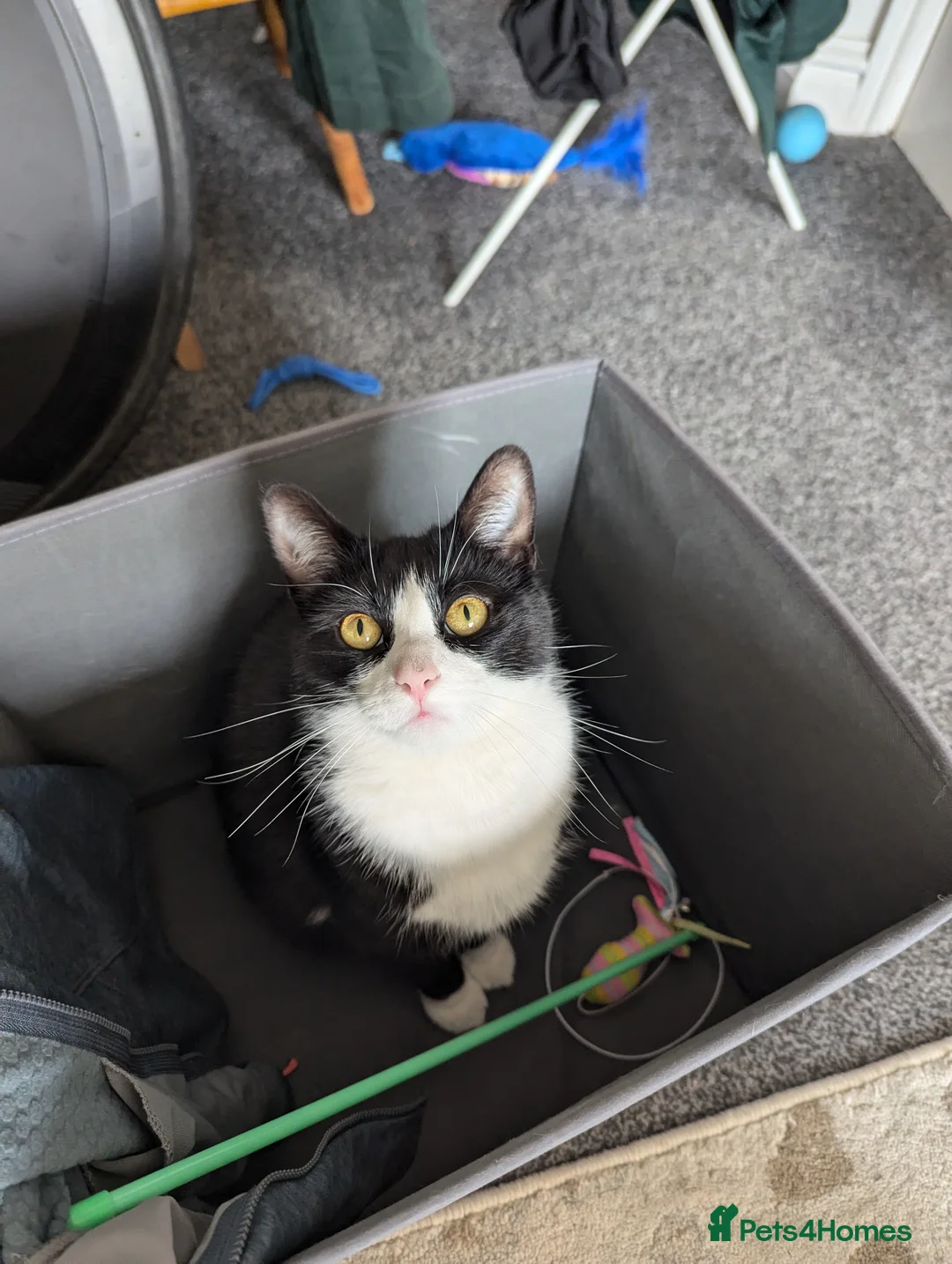 Mixed Breed cats for sale: Brother and Sister Packed  in Nottingham - Advert 4