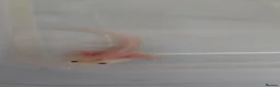 Axolotl reptiles for sale: READY NOW Leucistic Axolotl Babies - Advert 9