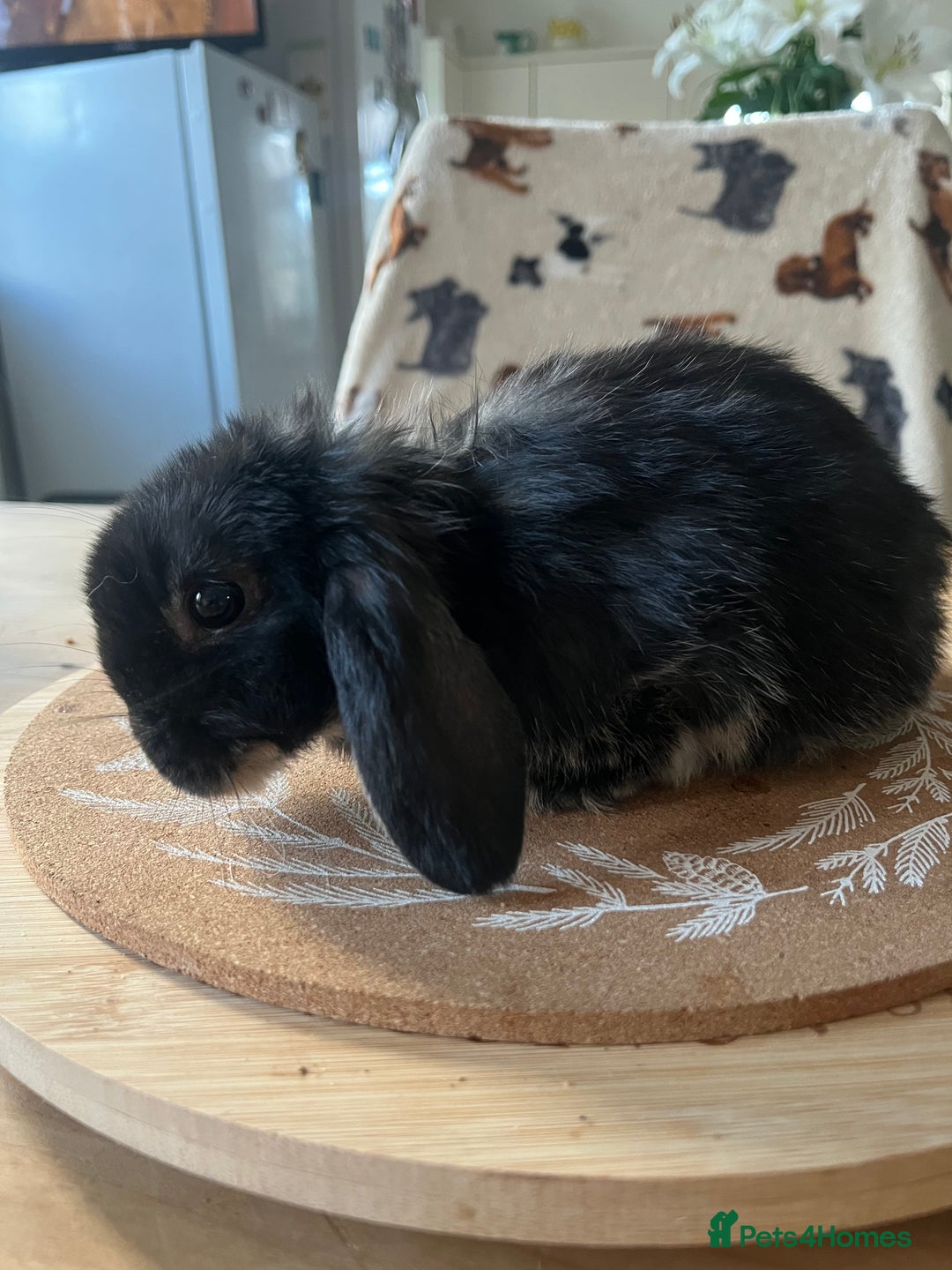 Mini Lop rabbits for sale:  Beautiful mini lops - Advert 7