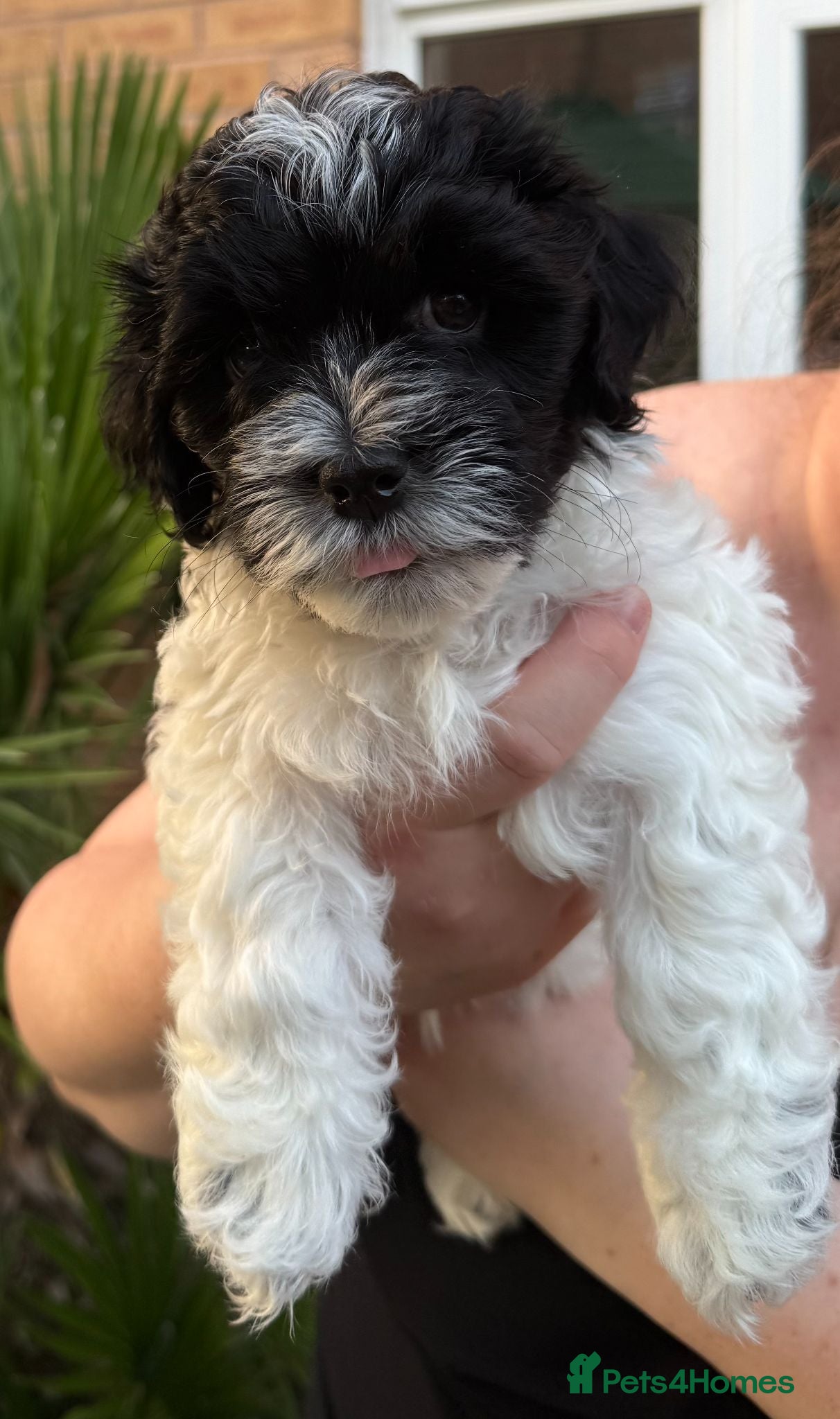 Havanese dogs Beautiful Havanese Puppies Ready Now - Advert 1