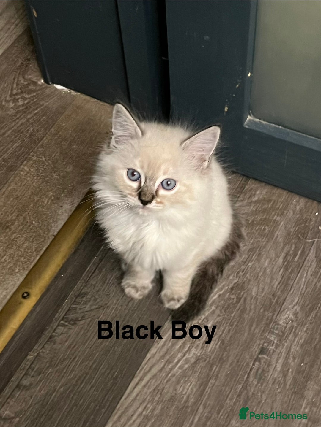 Ragdoll cats for sale: ❤️5 Beautiful Pure Ragdoll Kittens❗️❤️🐈 - Advert 18