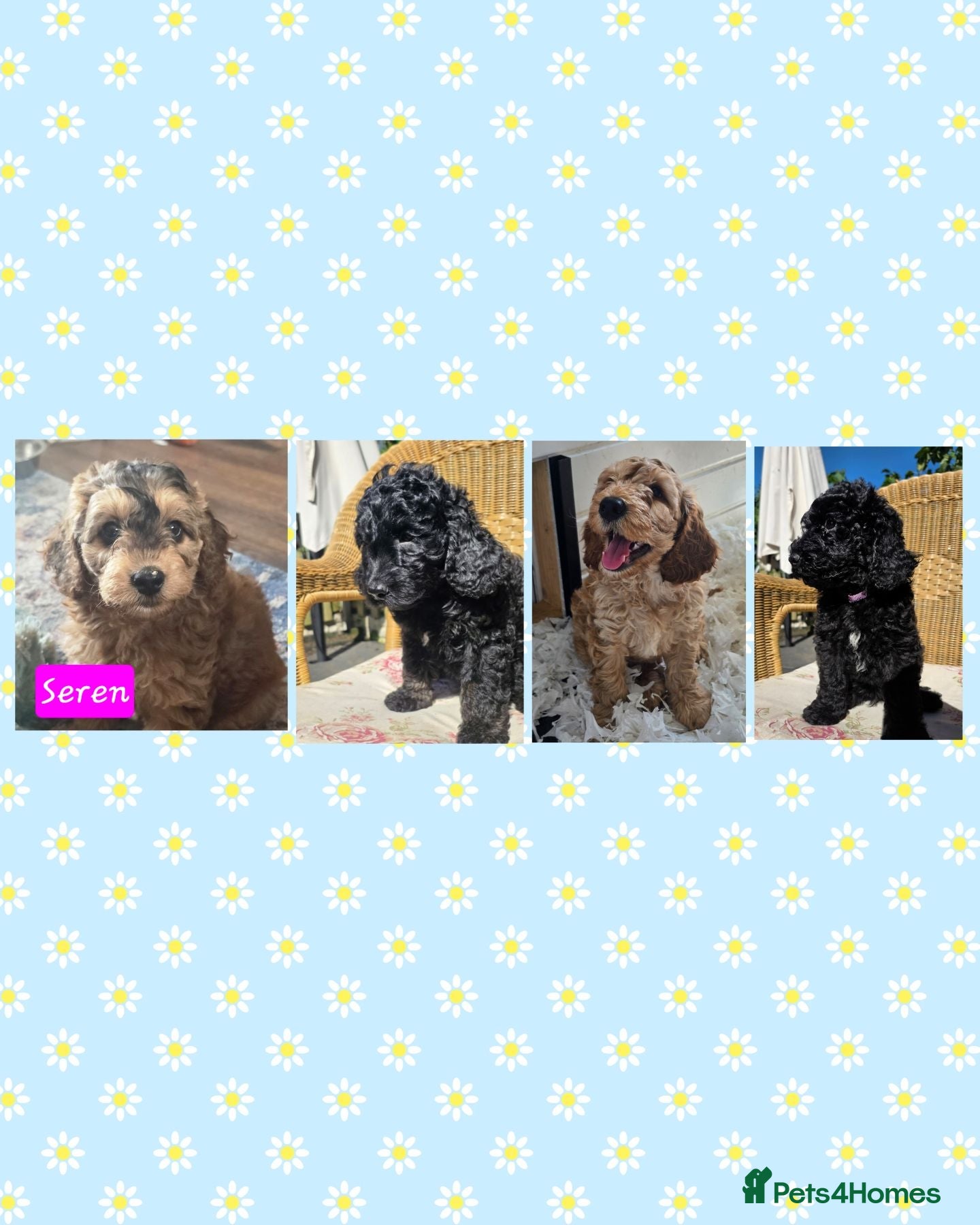 Cockapoo dogs Health Tested F1b Cockapoo Puppies - Advert 1