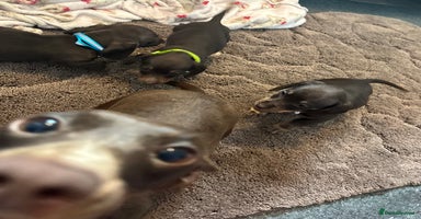 Dachshund dogs - Advert 5