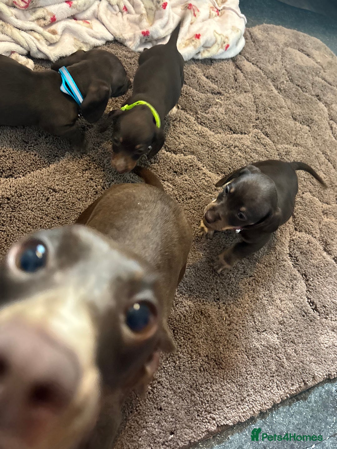 Dachshund dogs for sale: Miniature Dachshund puppies - Image 2