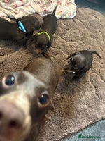 Dachshund dogs Miniature Dachshund puppies - Advert 9