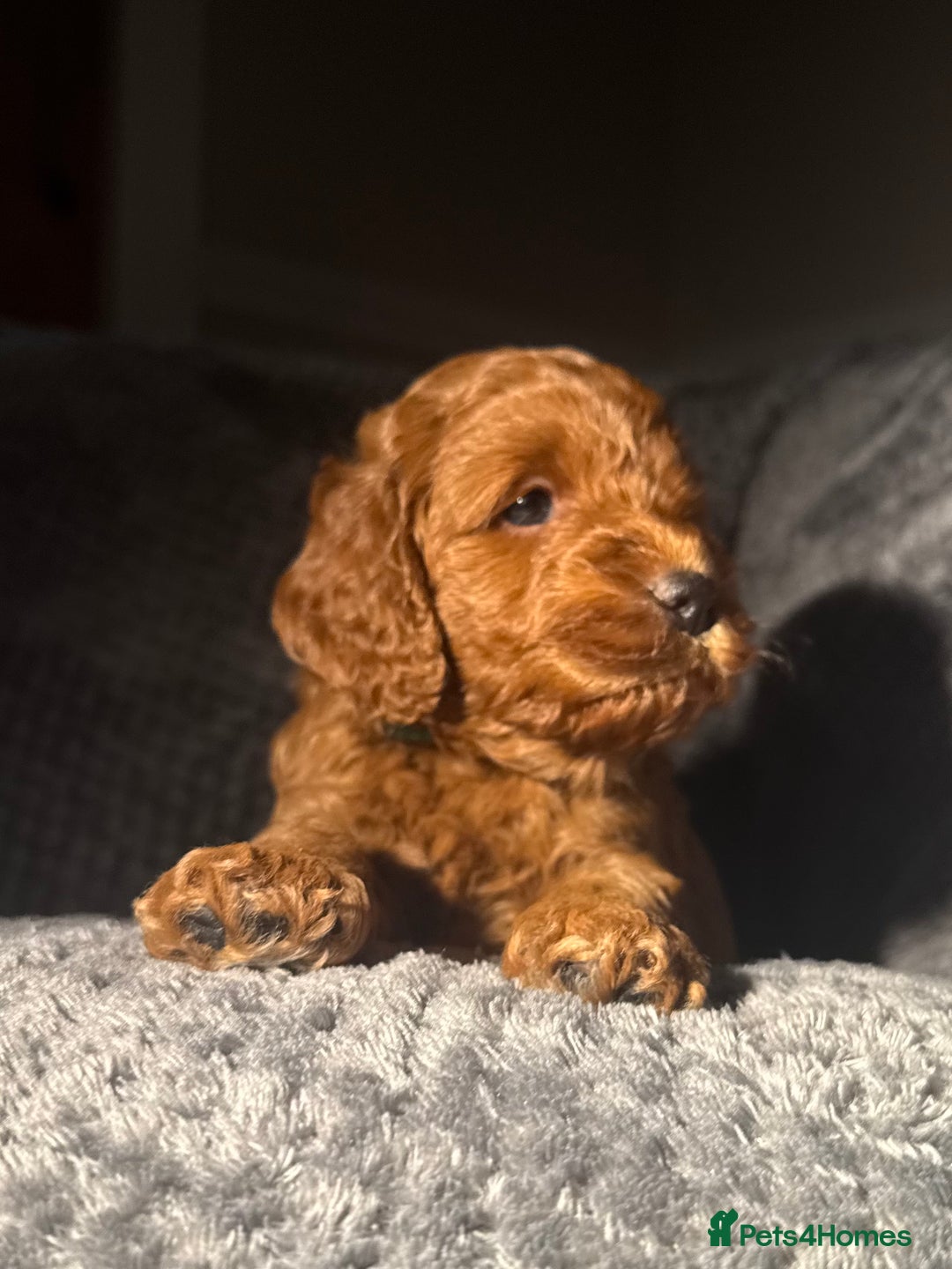 Cockapoo dogs for sale: Outstanding F1b Cockapoos, health tested clear - Advert 4