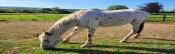 Appaloosa horses for sale: Beautiful Appaloosa filly to make 15.2hh - Advert 4